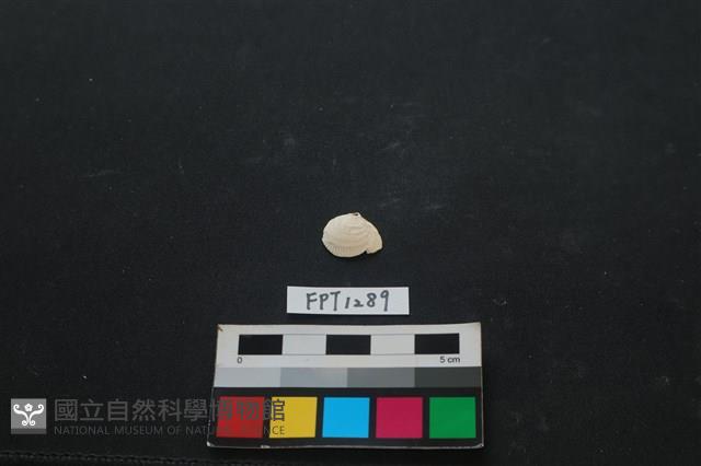 貝殼藏品圖，第1張