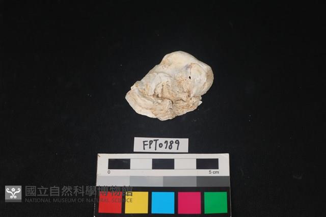 貝殼藏品圖，第1張