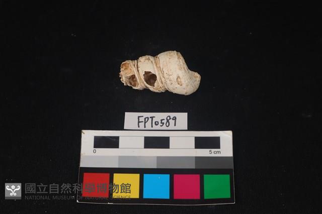 貝殼藏品圖，第1張