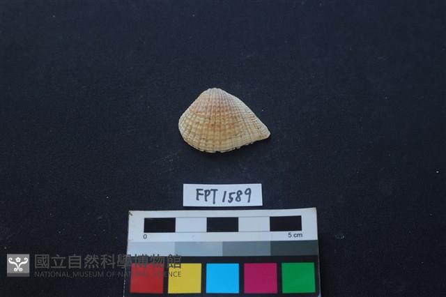 貝殼藏品圖，第1張