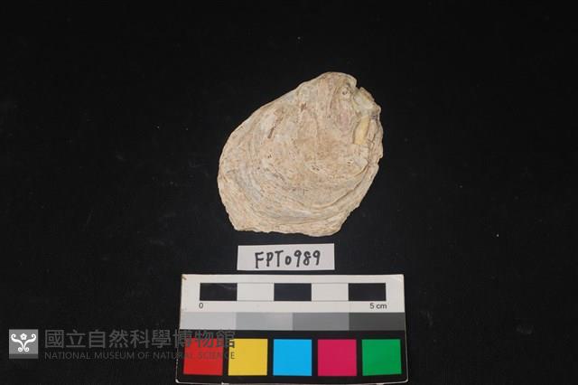 貝殼藏品圖，第1張