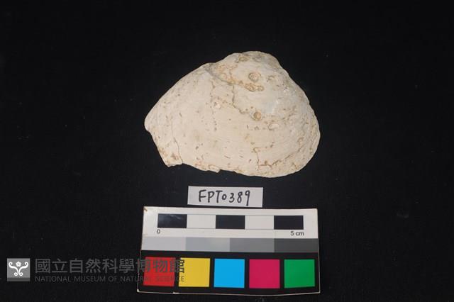 貝殼藏品圖，第1張