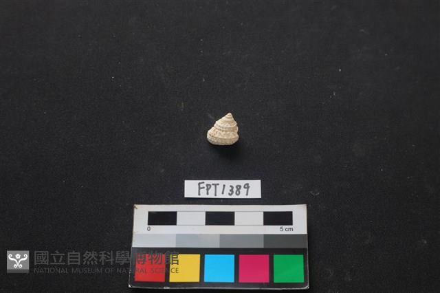 貝殼藏品圖，第1張