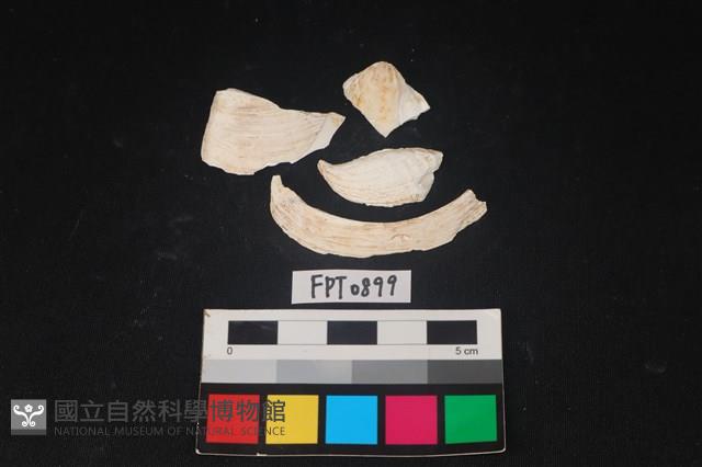 貝殼藏品圖，第1張