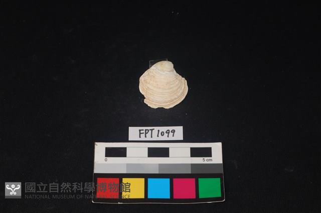 貝殼藏品圖，第1張