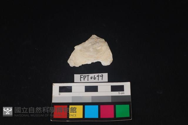 貝殼藏品圖，第1張