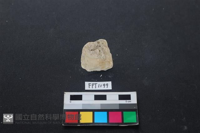 貝殼藏品圖，第1張