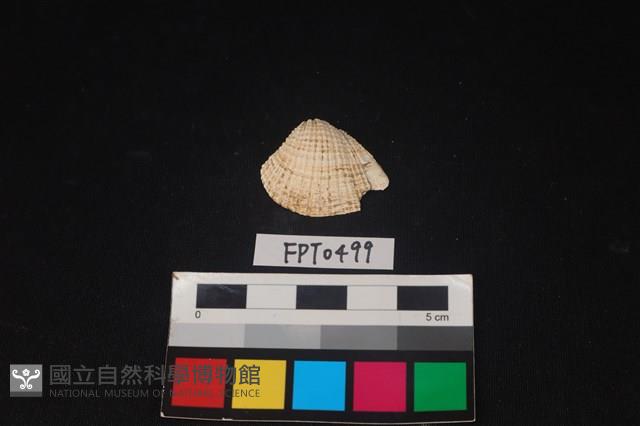 貝殼藏品圖，第1張