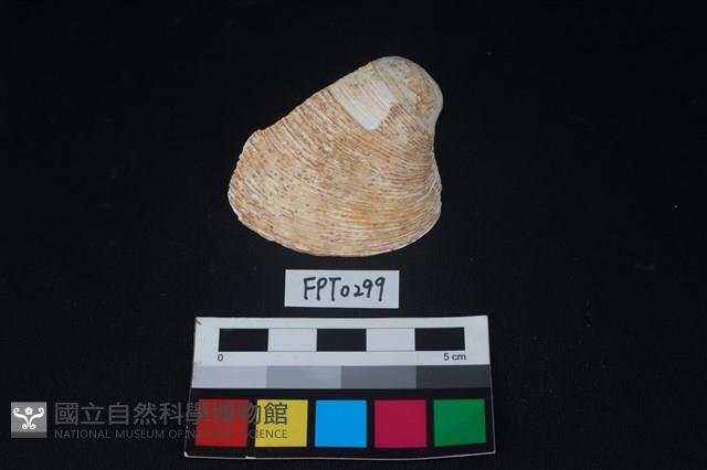 貝殼藏品圖，第1張