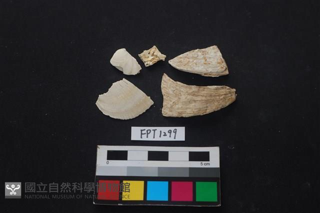 貝殼藏品圖，第1張