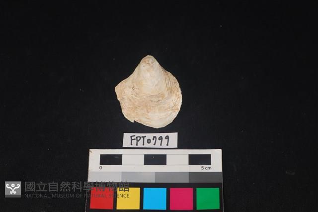 貝殼藏品圖，第1張