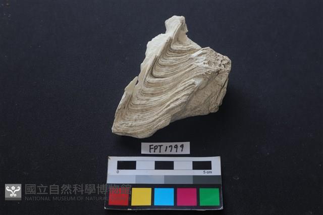 貝殼藏品圖，第1張