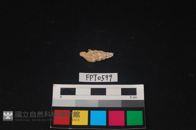 貝殼藏品圖，第1張