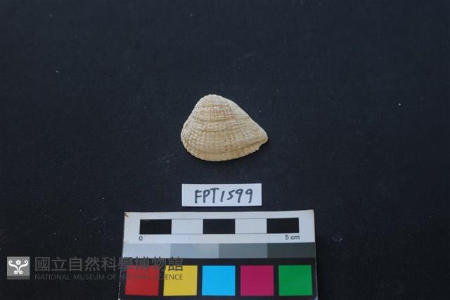 Accession Number:FPT1599 Collection Image