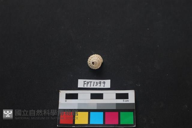 貝殼藏品圖，第1張