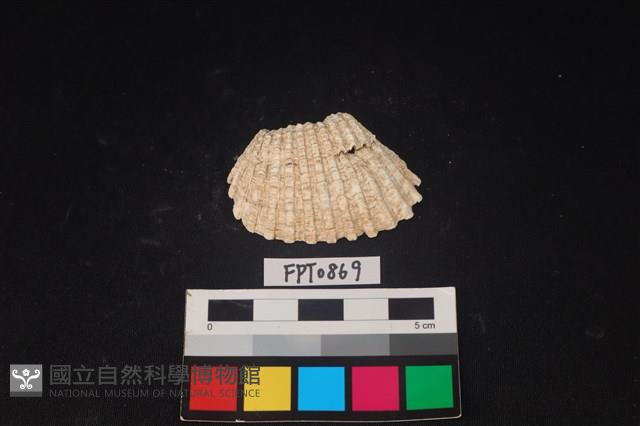 貝殼藏品圖，第1張