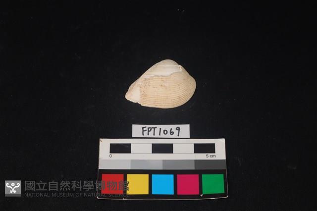貝殼藏品圖，第1張