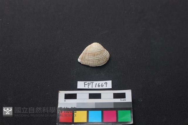 貝殼藏品圖，第1張