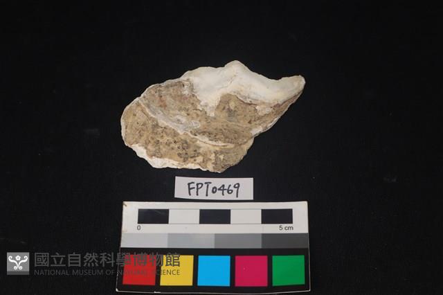 貝殼藏品圖，第1張