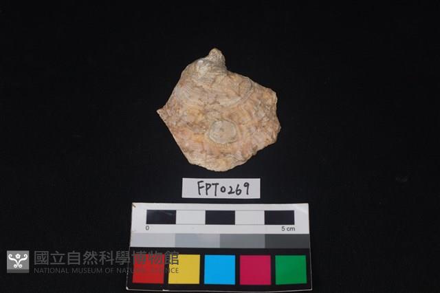 貝殼藏品圖，第1張