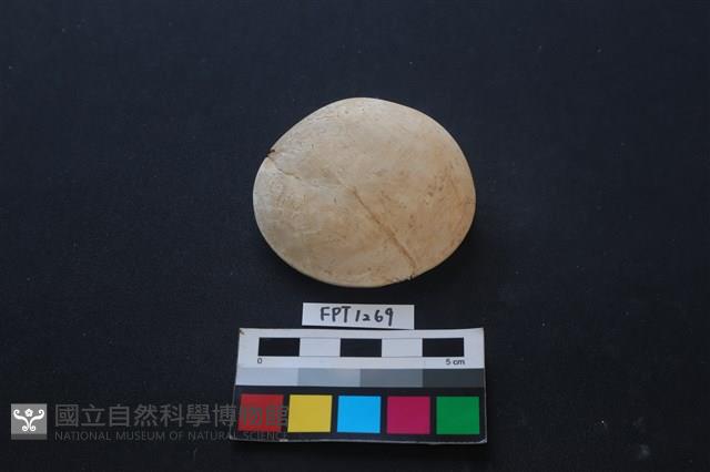 貝殼藏品圖，第1張