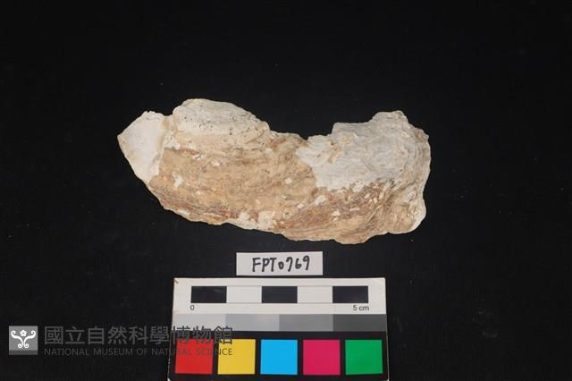 貝殼藏品圖，第1張
