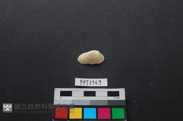 貝殼藏品圖，第1張