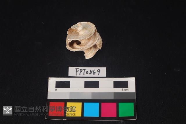 貝殼藏品圖，第1張