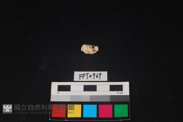 貝殼藏品圖，第1張