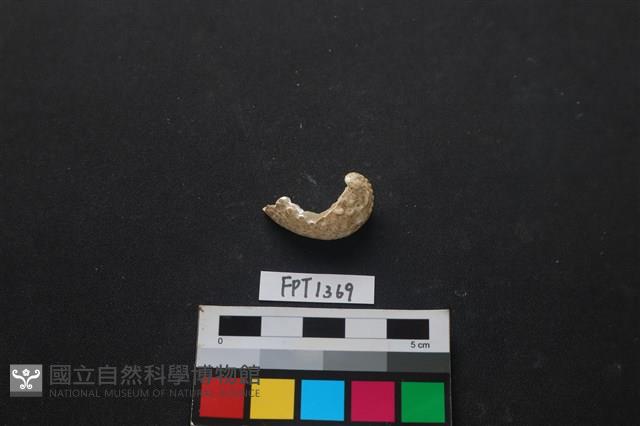貝殼藏品圖，第1張