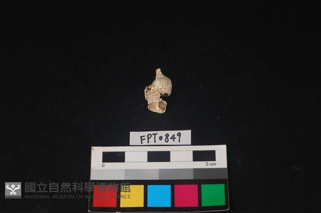 貝殼藏品圖，第1張