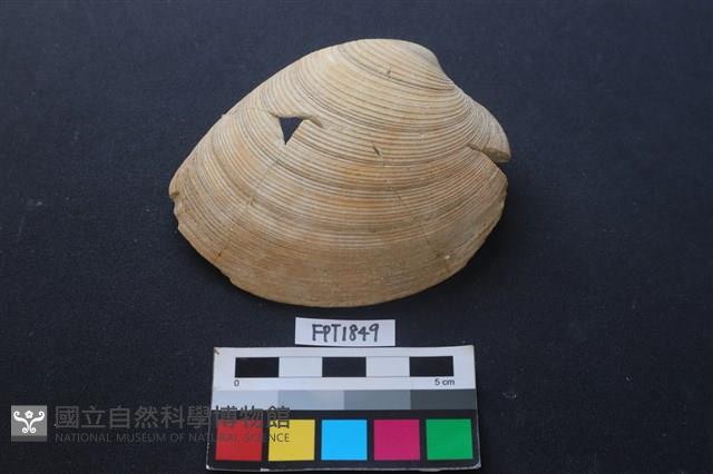 貝殼藏品圖，第1張