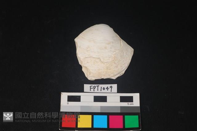 貝殼藏品圖，第1張