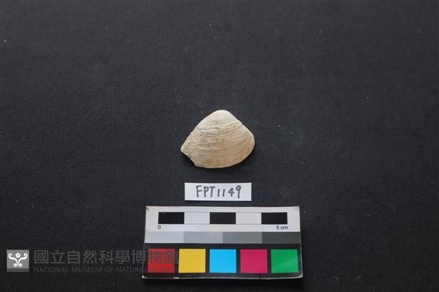 貝殼藏品圖，第1張