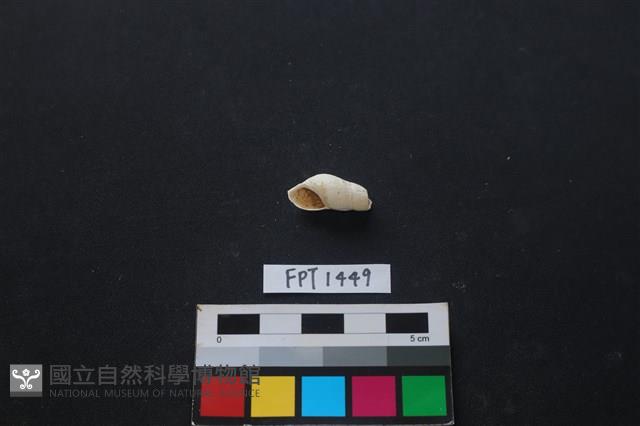 貝殼藏品圖，第1張