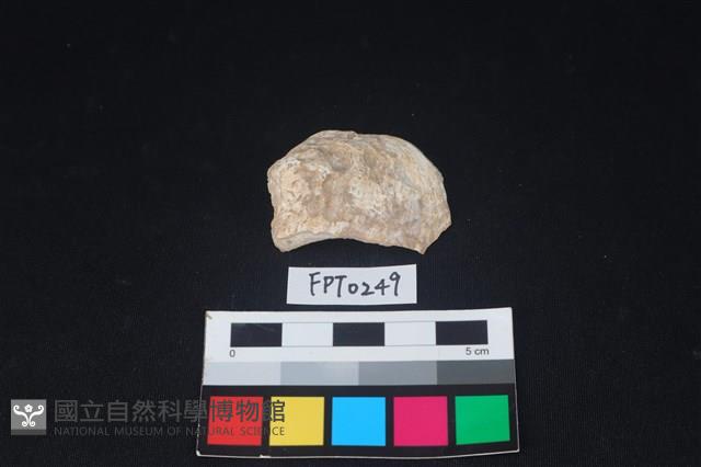 貝殼藏品圖，第1張