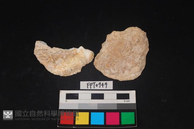 貝殼藏品圖，第1張
