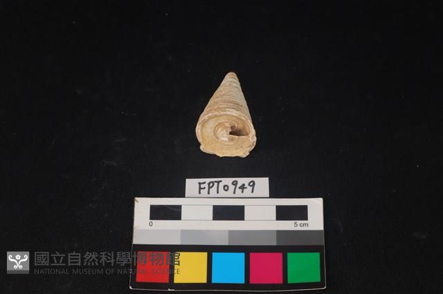貝殼藏品圖，第1張