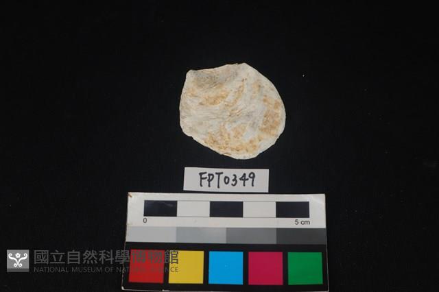 貝殼藏品圖，第1張