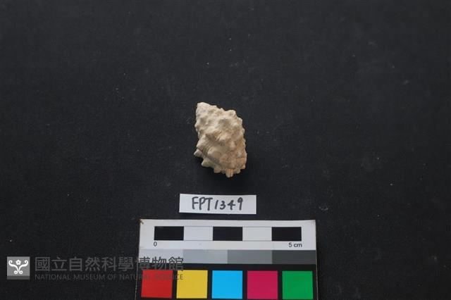 貝殼藏品圖，第1張