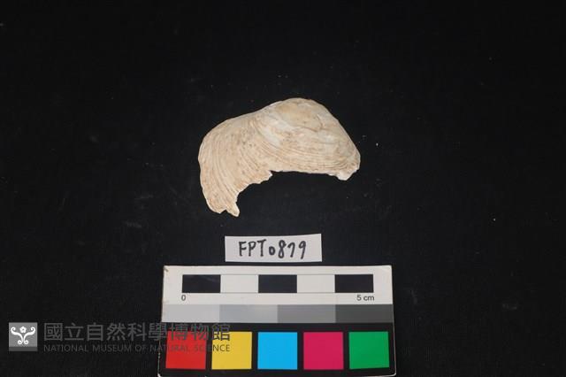 貝殼藏品圖，第1張