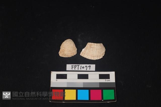 貝殼藏品圖，第1張