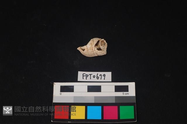 貝殼藏品圖，第1張