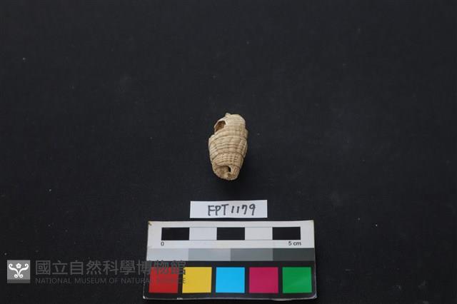 貝殼藏品圖，第1張