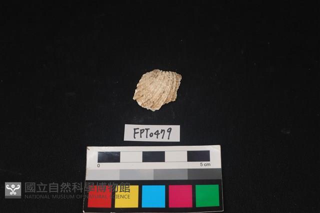 貝殼藏品圖，第1張