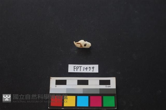 貝殼藏品圖，第1張