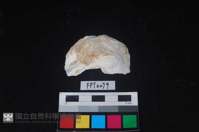 貝殼藏品圖，第1張