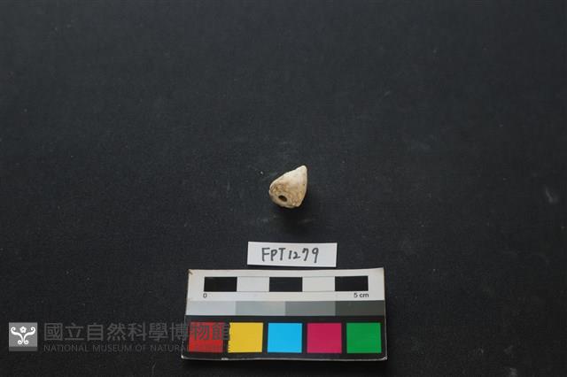 貝殼藏品圖，第1張