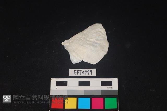 貝殼藏品圖，第1張