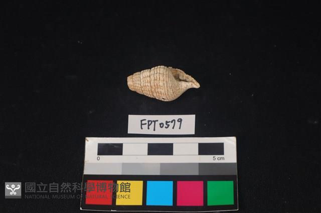 貝殼藏品圖，第1張